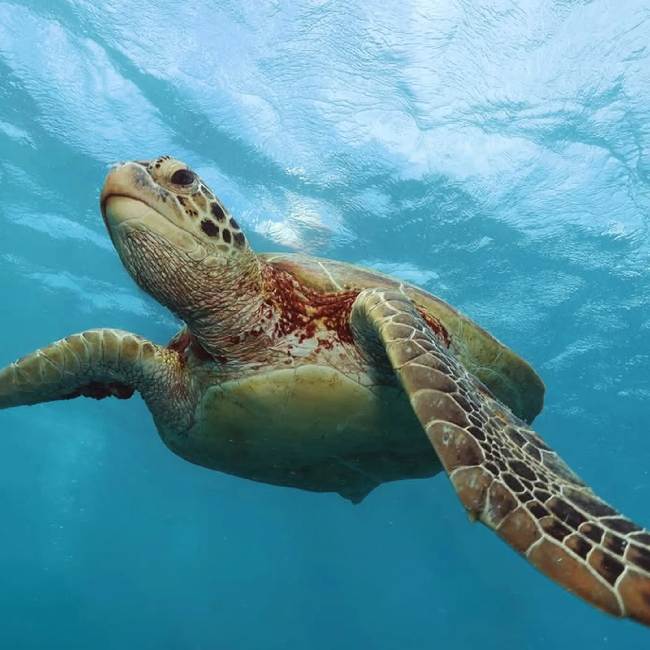 marine tourism scene